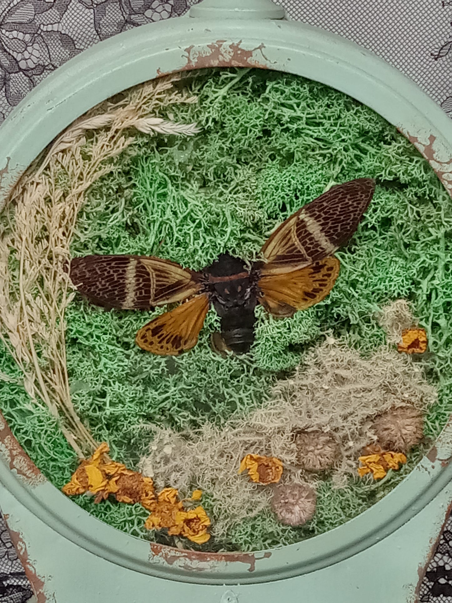 Giant Cicada in a Clock