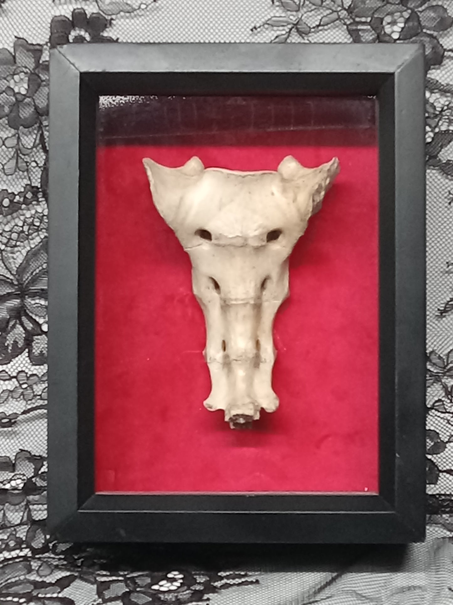 Tailbone Shadow Box