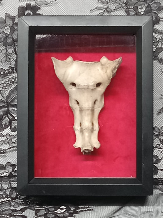 Tailbone Shadow Box