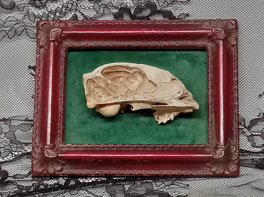 Half Cat Skull Framed